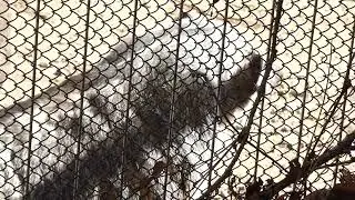 American Badger LA Zoo Los Angeles California USA January 29, 2026 80 Degrees Conservation Animals