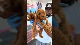 What’s The Difference In The Mini, Toy, Teacup, And Micro Poodle, Watch til The End To See Them All🐩
