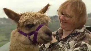 The benefits of alpaca therapy on mental health