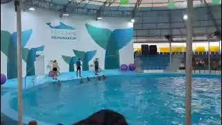 Dolphin  is love human  care  in Thailand 🇹🇭 