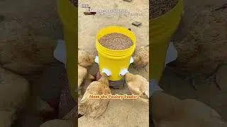 Stop Filling Feeders Daily This Large Capacity Automatic Poultry Feeder Is A Total Game Changer