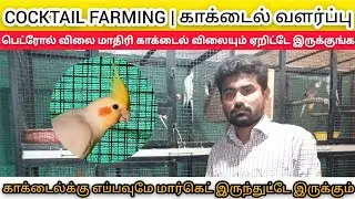 காக்டைல் வளர்ப்பு |COCKTAIL FARMING IN TAMIL | DISEASE MANAGEMENT | BREEDING TIPS | CAGE SETUP |