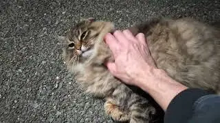 Feral Cat LOVES her MOVI Heated Cat HOUSE