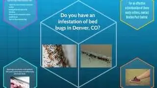 Bed Bug Pest Control Denver, CO