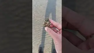 Sea stone at the seashore #stones #seastone #explore #shorts