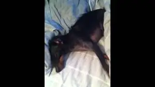 Sir Oxford too sleepy to get out of bed!
