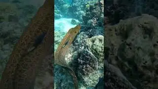 Found this guy at the BEST Bora Bora Reef 🪸 🤿 #borabora #shorts #morayeel