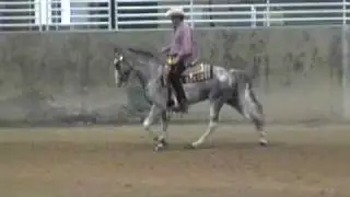 Trail Pleasure Tennessee Walking Horse *SOLD*