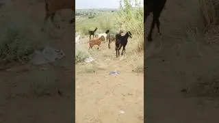 Shorts Morning Routine Tharparkar Life TopDiscovery