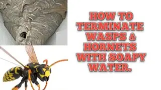 How to terminate  Black Wasps & Hornets with soapy water