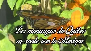 Papillons Monarques, la migration du Qu&eacute;bec au Mexique