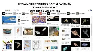 Preparasi (penyiapan) Pengujian Toksisitas dengan Metode Brine Shrimp Lethality Test (BSLT)