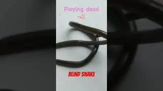 Blind little snake