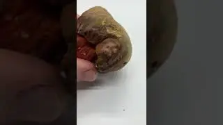 Mushroom ASMR: Tapping & Slicing of Liver Bolete (Suillellus amygdalinus) Blue Staining