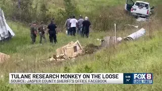 Officials say escaped research monkey in Mississippi is dangerous, but not infectious