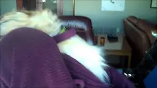The Office (dog version