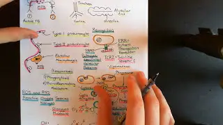 Tuberculosis and Antituberculosis Drugs Part 3