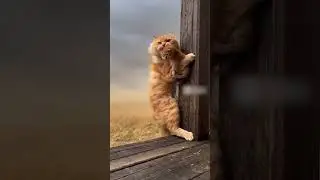 Cat Fights Deadly Wind to Save Her Kitten