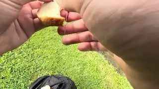 ARE THERE MASSIVE FISH IN CENTRAL FLORIDA PONDS?!! Central Florida grass carp fishing