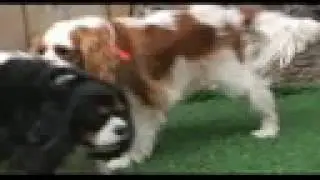 Intro to Dog Daycare