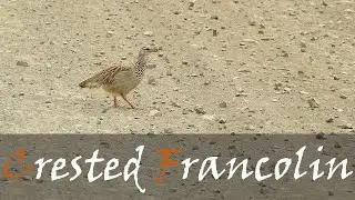 Crested Francolin (Ortygornis sephaena) Bird Call Video, African Groundbirds | Stories Of The Kruger