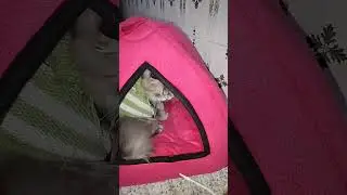 baffiee is live