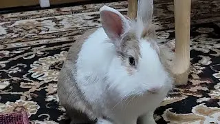 Bunny mofu is live! 29 Jan 2026 #可愛い #かわいい #bunny #rabbit #cute #mofu #うさぎ #relaxing #動物 #viralvideo