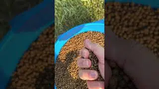 Trout Chow Morning