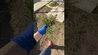 Weeding & Fertilizing Naturally | Beginner Gardening Journey