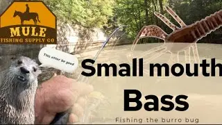Fishing for small mouth creek bass! Using the Mule Fishing Burro bug!