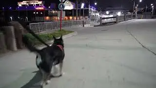 Redondo Beach Walk with Misty 🌊 Dog Sounds & Ocean Waves | 1 Hour Ambient Relaxation&rdquo; #asmr #dogtv