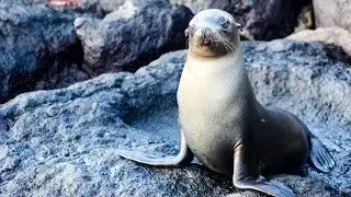 Galapagos Legend Cruise | Rainforest Cruises