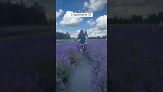Lavender Farm in Canada 🇨🇦⁣ ⁣ A perfect country escape near Toronto! ⁣ We visited this viral