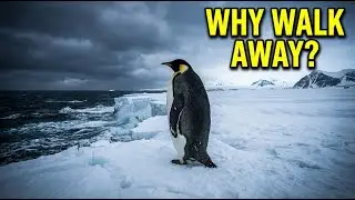 This Penguin Ignored the Ocean and Walked Toward the Mountains &mdash; Here&rsquo;s Why