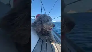 Dog (Iago) enjoying his vacation      #sailing #doggie #sailingdog #pets #shorts #puppy #dachshund