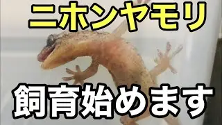 ニホンヤモリを捕まえました。飼育環境作ります【爬虫類】爬虫類採集