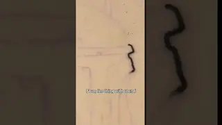 Lining With A Shader