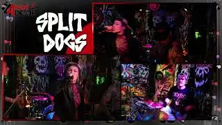 SPLIT DOGS : MEG - Live at 44NextDoor Stream stage