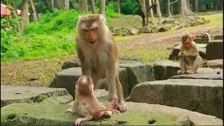 beautiful action ! Joyce is try to teaching newborn Jacee to can walk and Jump on the stone
