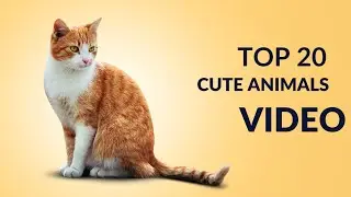 TOP # 20 CUTE ANIMALS VIDEO | ITS MADE FOR KIDS