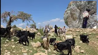 Nomadic migration: the amazing migration from warm climates to colder regions