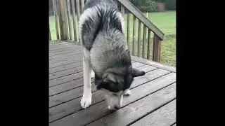 Husky eats hard boiled egg 