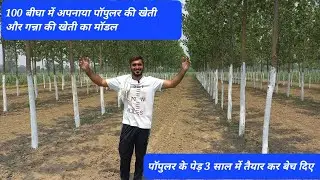 पॉपुलर की खेती और गन्ना की खेती का नया मॉडल 100 बीघा के बड़े किसान भाई दी कैसे करें पॉपुलर की खेती