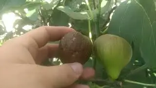 (270) Figa Bornholm diamant - próba tegorocznych owoców 🌰😎😉🌰
