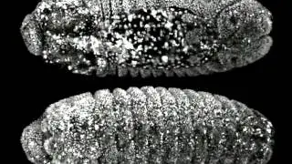 Drosophila Embryogenesis