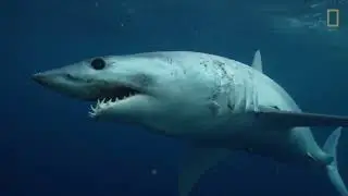 Sharks 101 VY