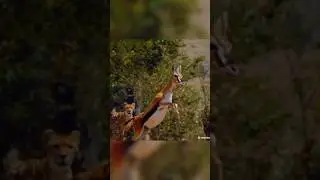 Deer escape from Tiger #wildlife #wildlife_shots