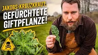 Jakobs-Kreuzkraut: Gef&uuml;rchtete Giftpflanze