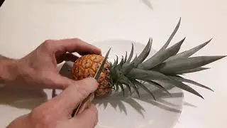 O.188 A na deser ananas z własnej uprawy :) I co z tego ananasa wyrosło, czy chociaż smaczny?
