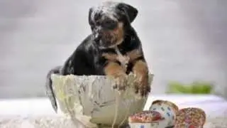Top 3 dumbest excuses to give up pets in the UAE